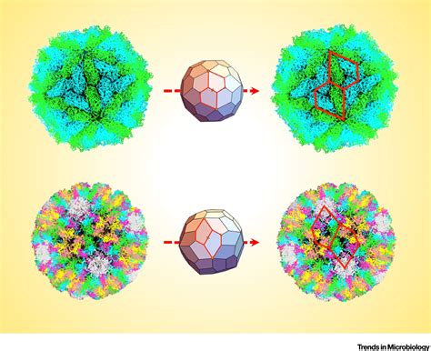A Chiral Pentagonal Polyhedral Framework For Characterizing Virus