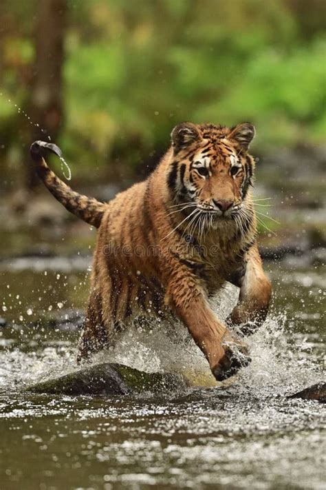 The Siberian Tiger Amur Tiger Panthera Tigris Altaica Stock Photo
