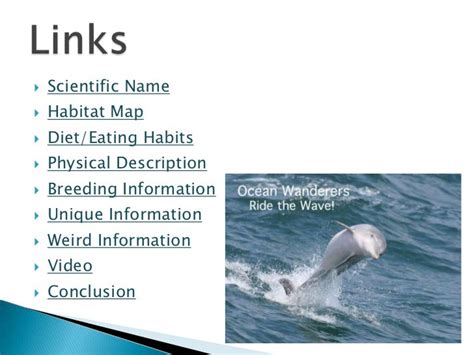 Fraser S Dolphin Diet And Habitat Clinter