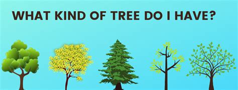 How many types of cacti are we think so, but you might want to take a wonder journey to find out for sure! What kind of tree do I have? (Quickest Way to know!)