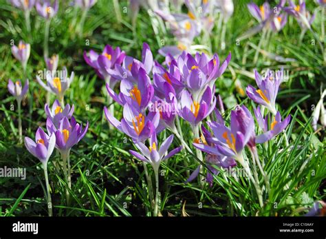 Wild Crocus Flowers In Spring Field Stock Photo Alamy