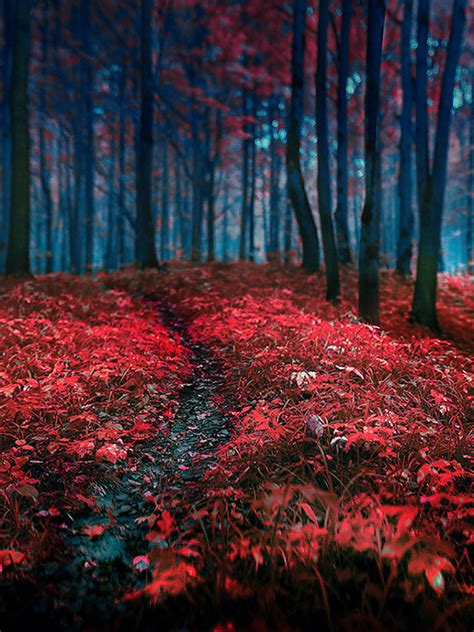 Free Download Nature Trees Forest Autumn Fall Seasons Red Contrast