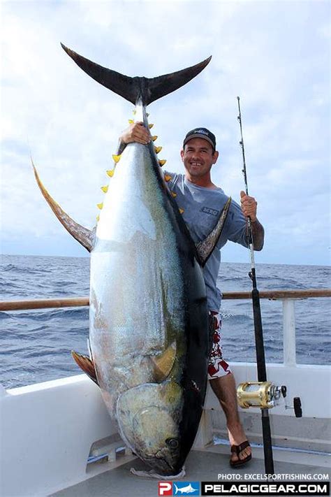 Worlds Largest Yellowfin Tuna Pelagic Fishing Gear