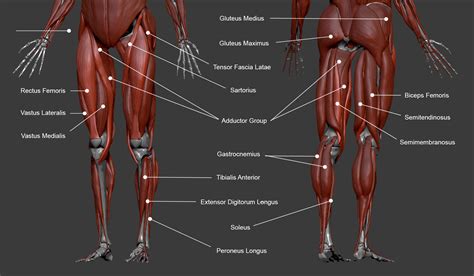 The abdominal muscles are shown in red, it is very easy to see from this diagram how a six pack is made, and also why some people have an eight pack. Lower Leg Muscle Diagram Labeled / Female Hip Leg Muscles Labeled Posterior Stock Illustration ...
