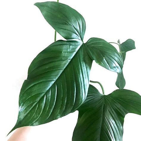 This species starts out with somewhat light green undivided leaves. Monstera Peru Vs Pinnatipartita - BacaanKita