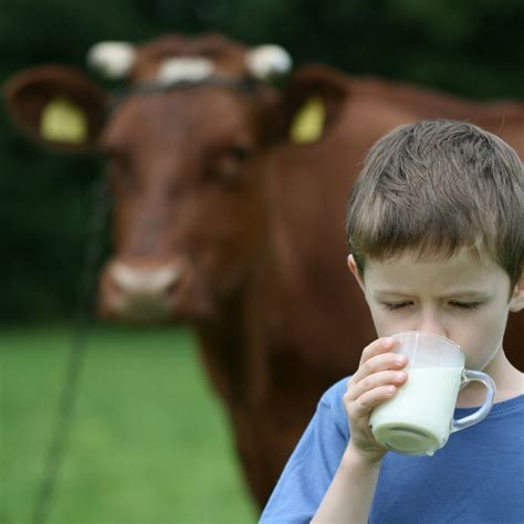 Addiction To Cows Milk Is A Real Thing Camelicious Usa