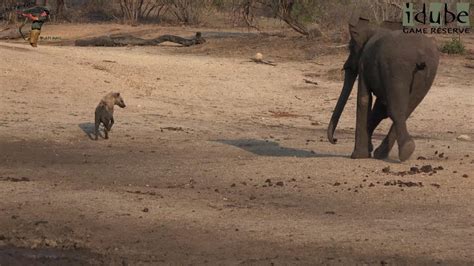 Hyena Gets Chased Off A Meal By A Herd Of African Elephants