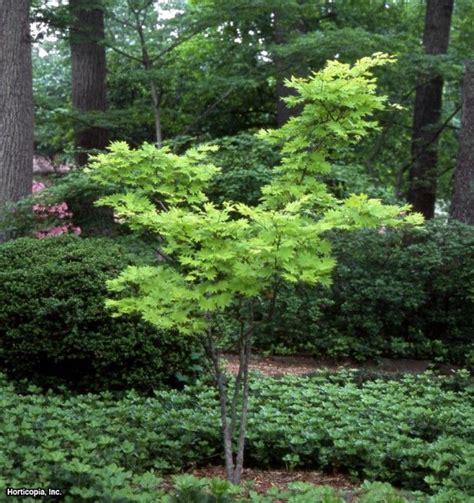 Five Fast Growing Trees To Avoid Shade Plants Small Trees For Garden Fast Growing Trees