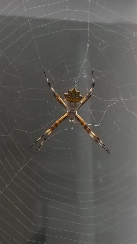 Female Argiope Argentata Silver Garden Spider In La Ceja Antioquia