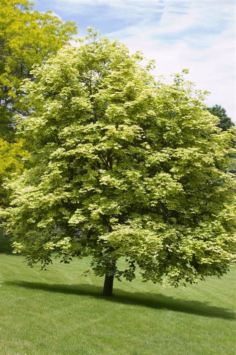 Variegated Norway Maple - Plant Library - Pahl's Market - Apple Valley, MN