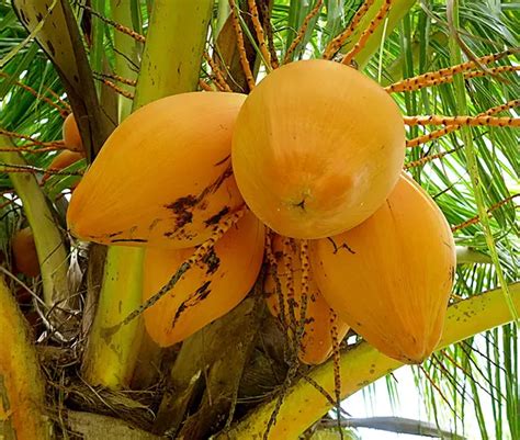 How To Grow The Coconut Palm Tree Cocos Nucifera