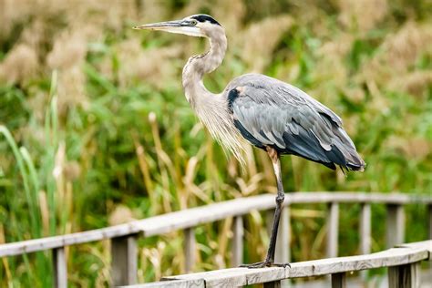 Great Blue Heron 3 Heron Park Danville Il Shooter1229 Flickr