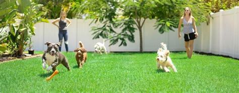 7 Ways To Create A Dog Friendly Backyard