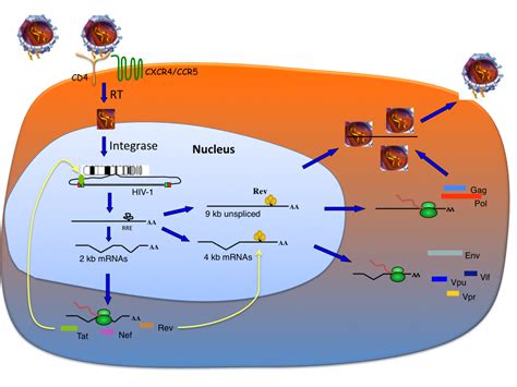 The Regulation of HIV-1 mRNA Biogenesis | IntechOpen