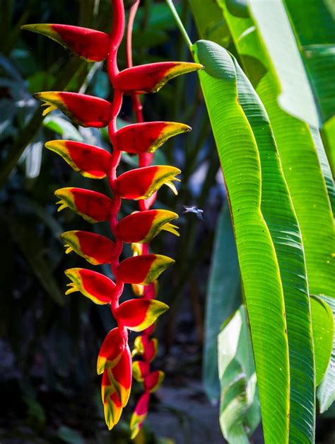 Tropical Flowers 7 Species For Australian Gardens Australian House