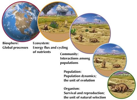 Organism Population Community Ecosystem Biosphere Ecosystems