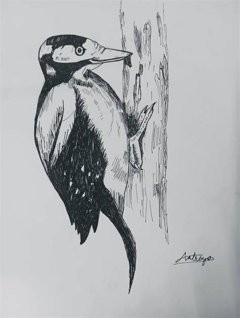 Ink Woodpecker By Arc2218 On Deviantart