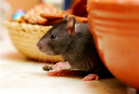 24 hour pest control team. Ernie's Pest Control | Exterminators | Northwood, OH