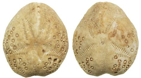 Lot Of 2 Tiny Sea Urchin Fossils Irregular Echinoids Species Lovenia