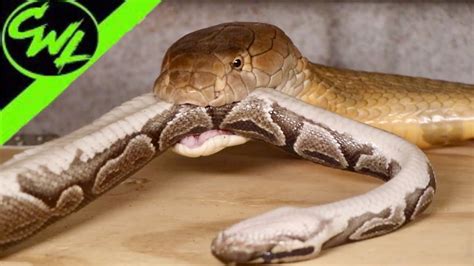 King Cobra Eats Python Youtube