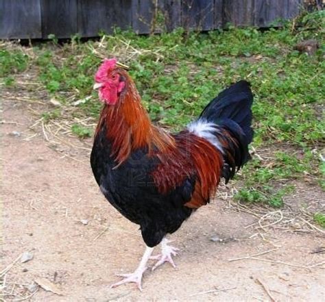 Rhode Island Red Rooster Road Island Red Chicken Chickens Backyard Rhode Island Red Rooster