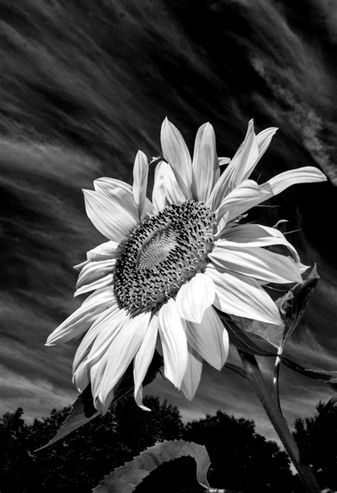 Sunflower Wallpaper Black And White Sunflower Wallpaper White Flower