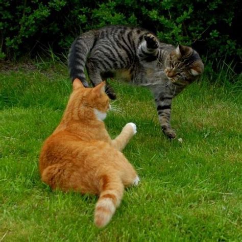 Fighting Cats 60 Photos Funny Cat Cats Dog Cat