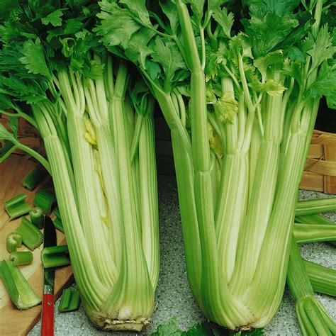 Celery Seeds Tall Utah 5270