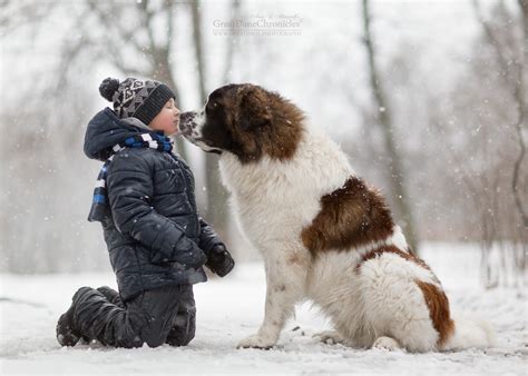 Photographs Of Little Children With Large Dogs Maximum Tenderness
