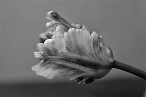 Free Images Hand Nature Wing Black And White Plant Flower Petal