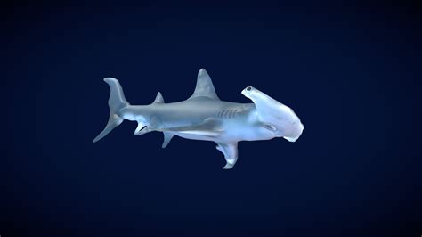 Shark 3d Model By Shapelab 42d26ab Sketchfab