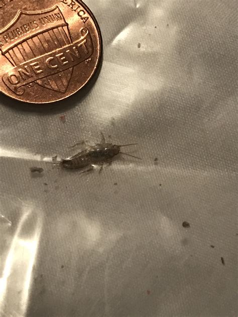 Need Help Identifying Bug Found Two Smaller Ones In The Bathroom