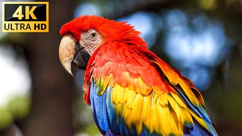 Rainforest Birds In 4k Colorful Breathtaking Birds With Calming Music