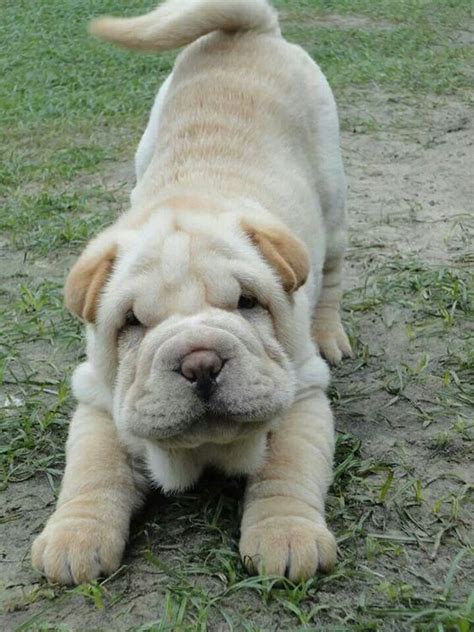 El Perro Shar Pei Caracteristicas Origen Cuidados Salud Caracter