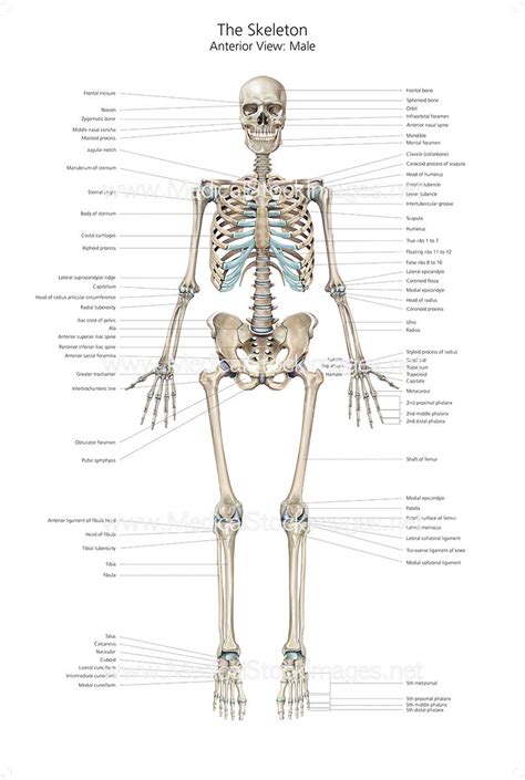 Full Size Skeleton Anterior View With Labelling Medical Stock Images