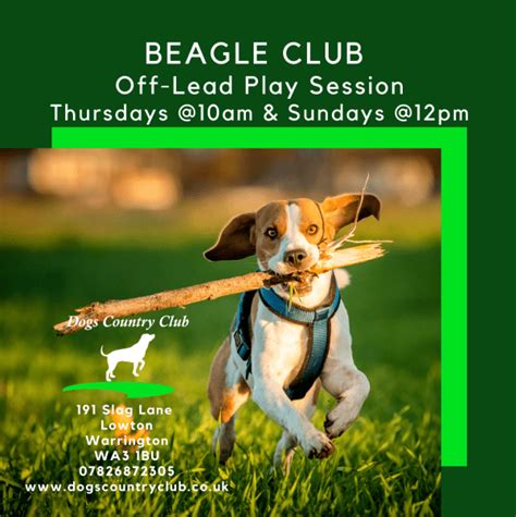Beagle Off Lead Play Session At Dogs Country Club Event Tickets From