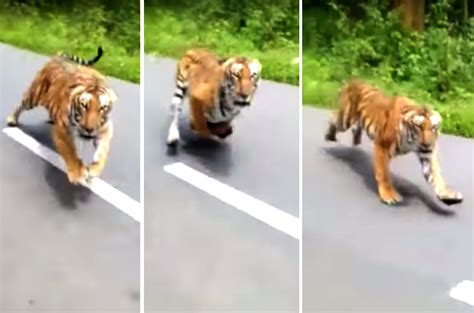 Video Shows Tiger Chasing After Two Men On Motorcycle Pants Were