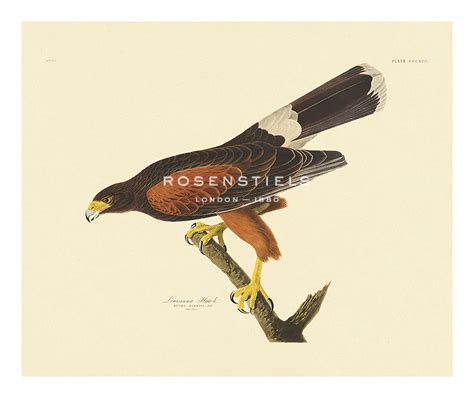 james audubon hand numbered limited edition print on paper louisiana