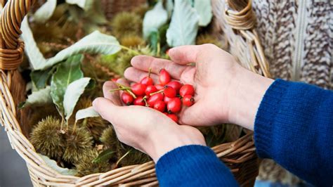 How To Forage For Nuts And Berries Foraging Guide Foraging Wild Food