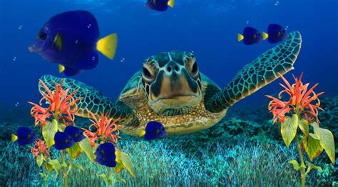 22 Aquarium Backgrounds Wallpapers Images Pictures