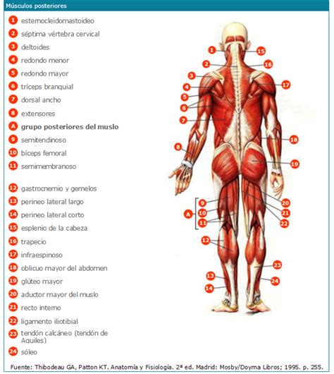 L5, s1, s2 flexión plantar del pie: Musculos posteriores - Imagui