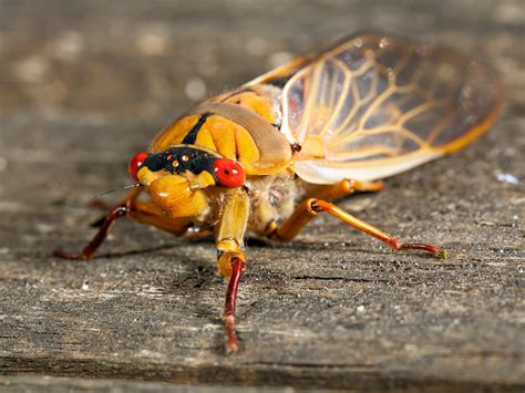 Cicadas Everything You Need To Know Sigma Pest Control