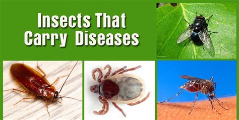 Insects That Carry Diseases