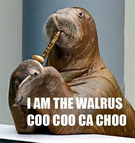 Still Laughing I Am The Walrus Walrus Amusing