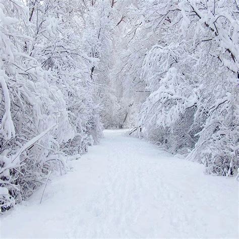Beautiful Winter Scenic Photography Backdrops Frozen Snow Covered