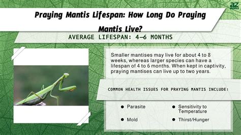 Life Cycle Of A Praying Mantis