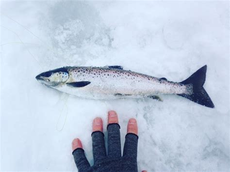 Ice Fishing For Landlocked Atlantic Salmon On Moose Pond Bridgton