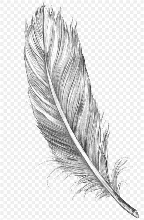 Drawing Feather Bird Art Sketch Png 1050x1600px Drawing Art Art