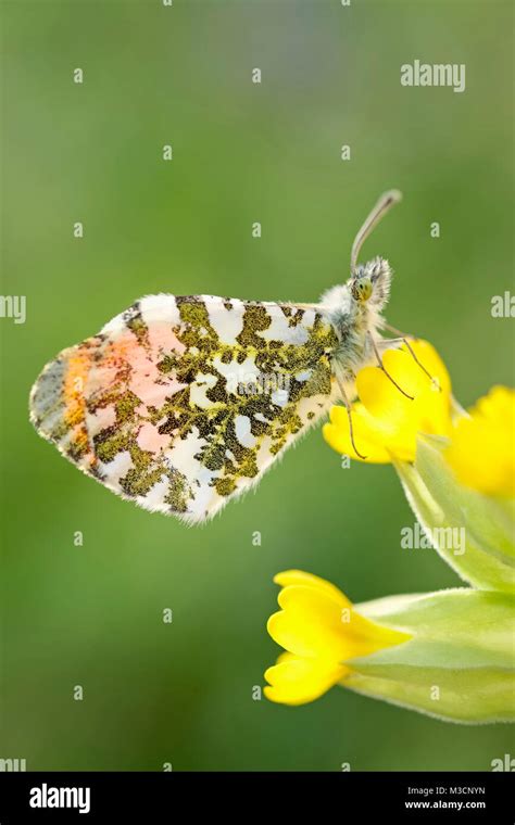 Male Orange Tip Butterfly Resting On Cowslip Flowers Anthocharis