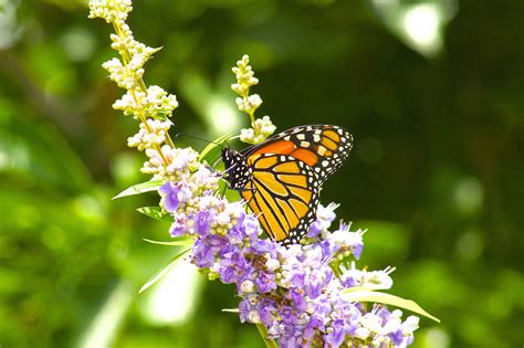 Butterfly & Lilacs - Birds and Blooms